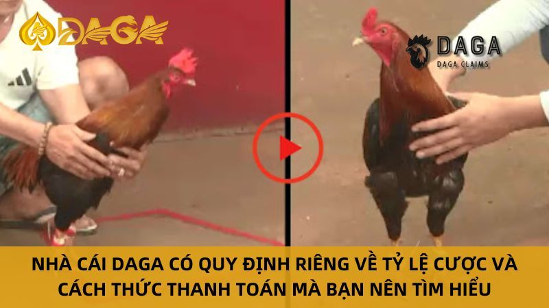 Đá Gà Thomo Online tại Daga – Trải nghiệm hiện đại và tiện lợi