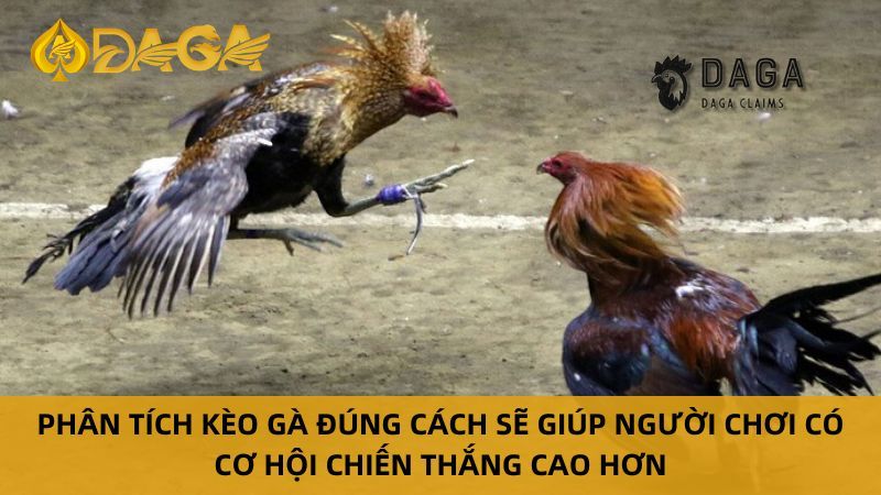 Bí kíp phân tích trận đấu Đá Gà Trực Tiếp C3