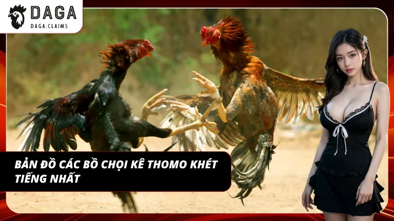 Mỗi bồ đấu mang đặc trưng riêng về cách tổ chức trận